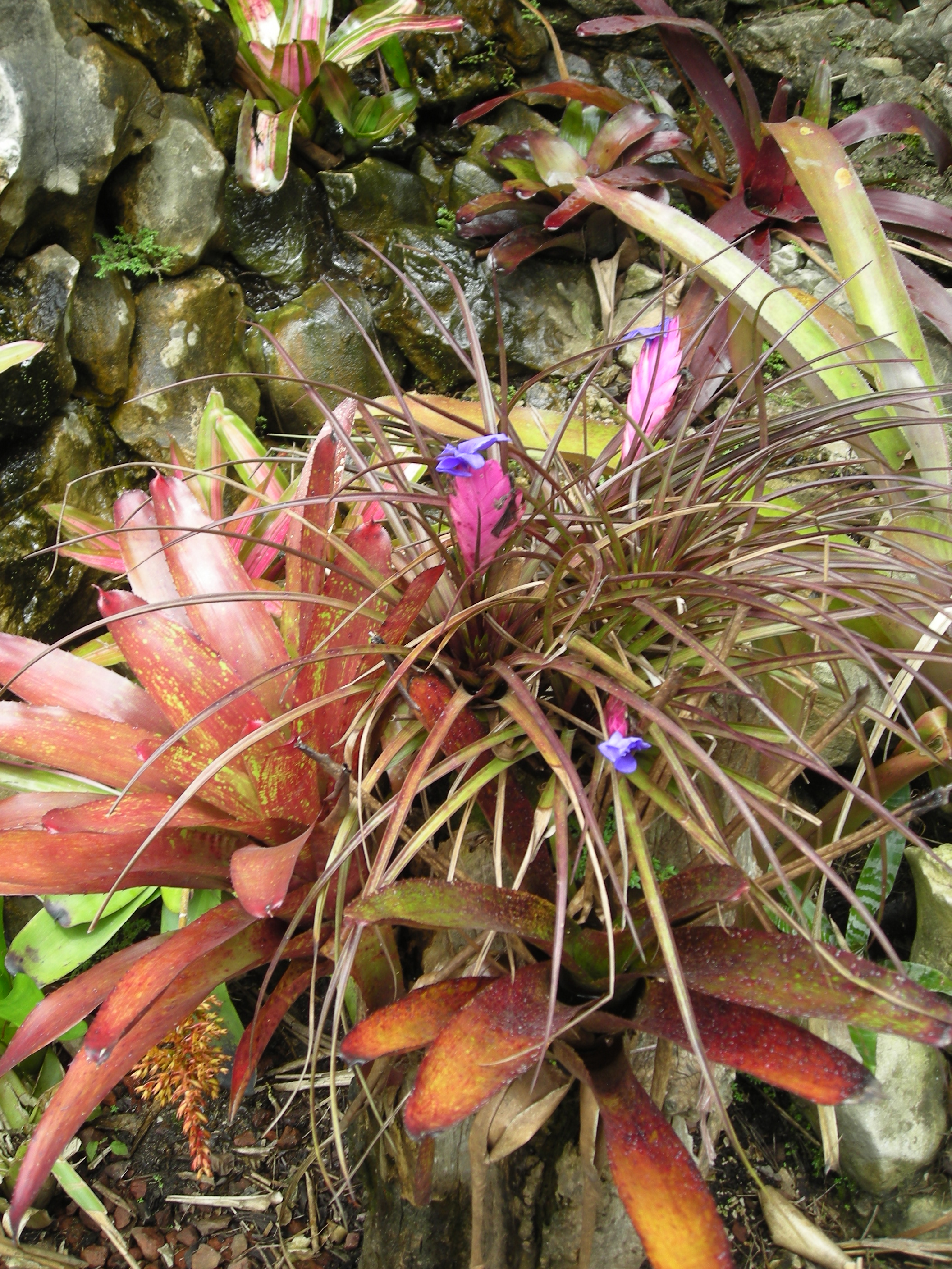 Bromeliads at INBioParque