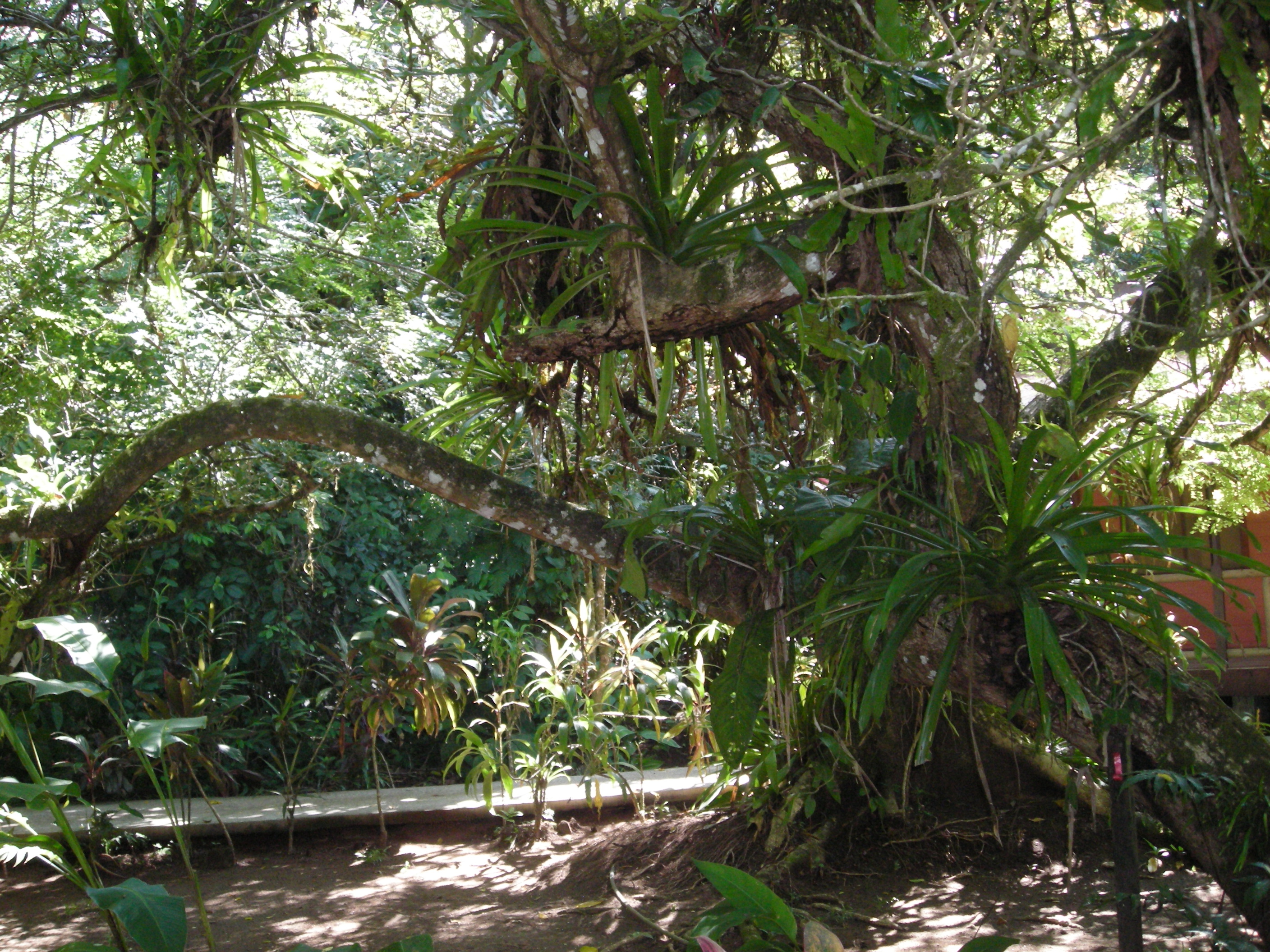 Bromeliads near my room at Pachira