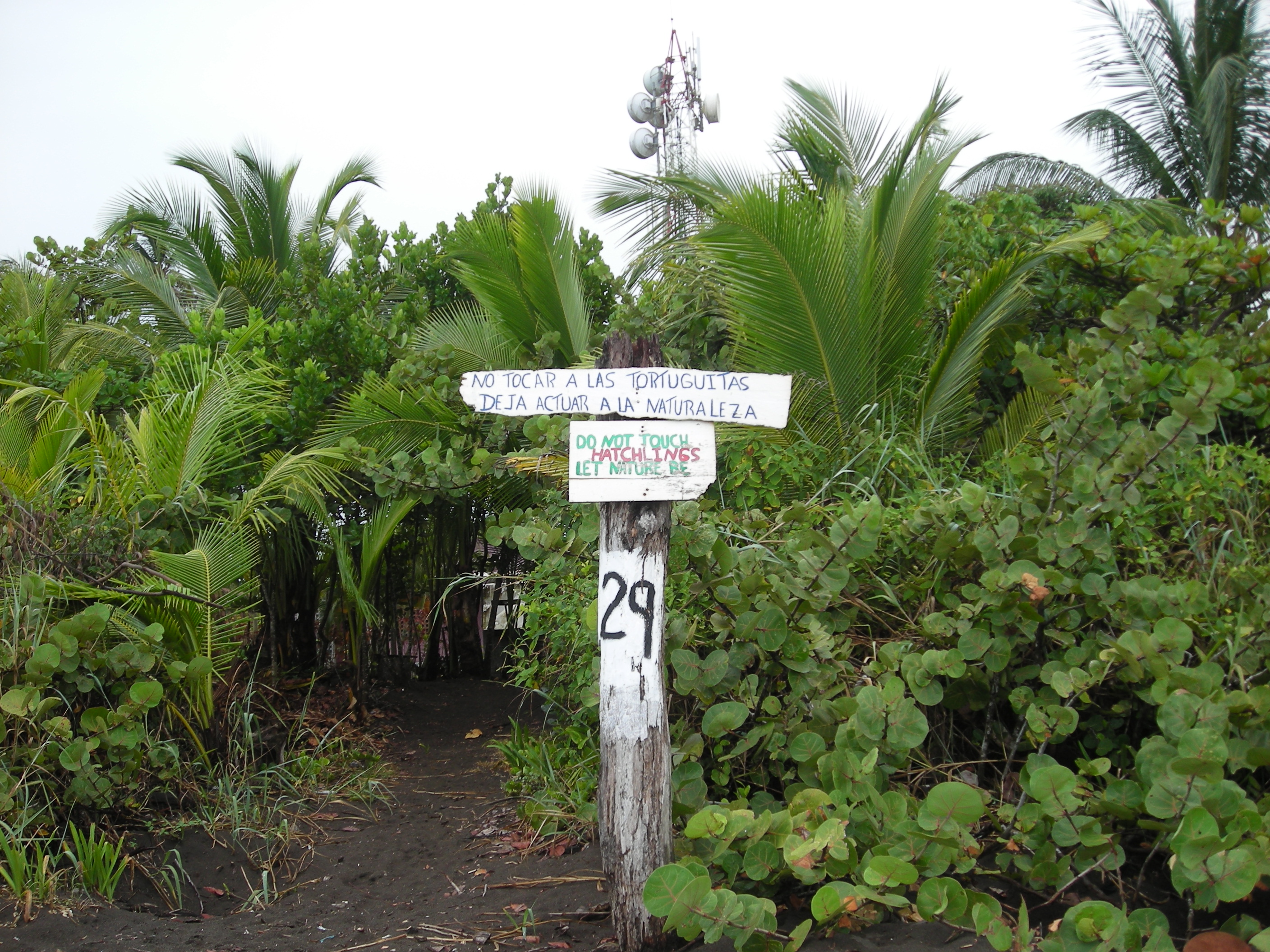 Let nature be...Tortuguero