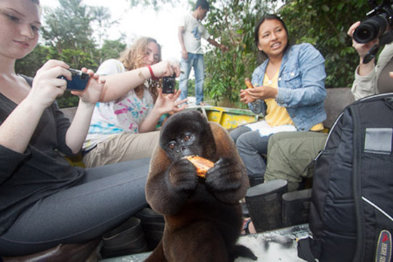 Monkey Takes a Ride in the Peruvian Amazon