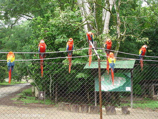 Macaws in Honduras