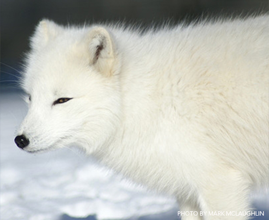 PS-Arctic-Fox