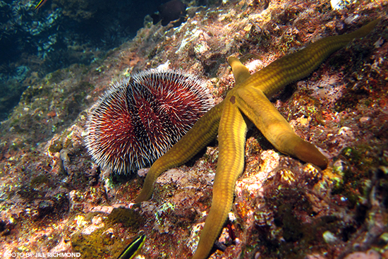 Toxic Sea Urchin (L) and Yellow-spotted Starfish (R)