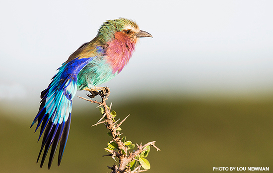 Lilac-breasted-Roller