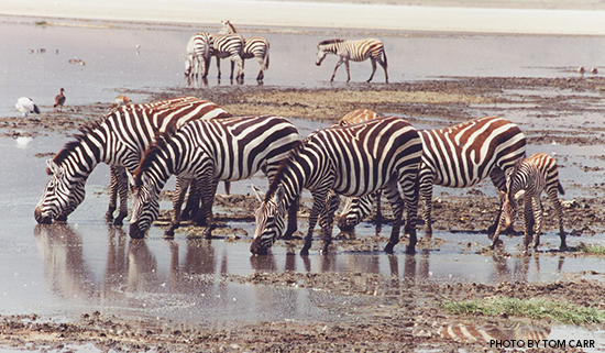 Ngorogoro-Zebra