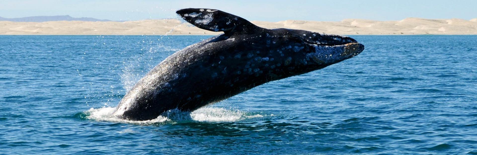 Mexico | Baja Peninsula: Gray Whales and Desert Landscapes