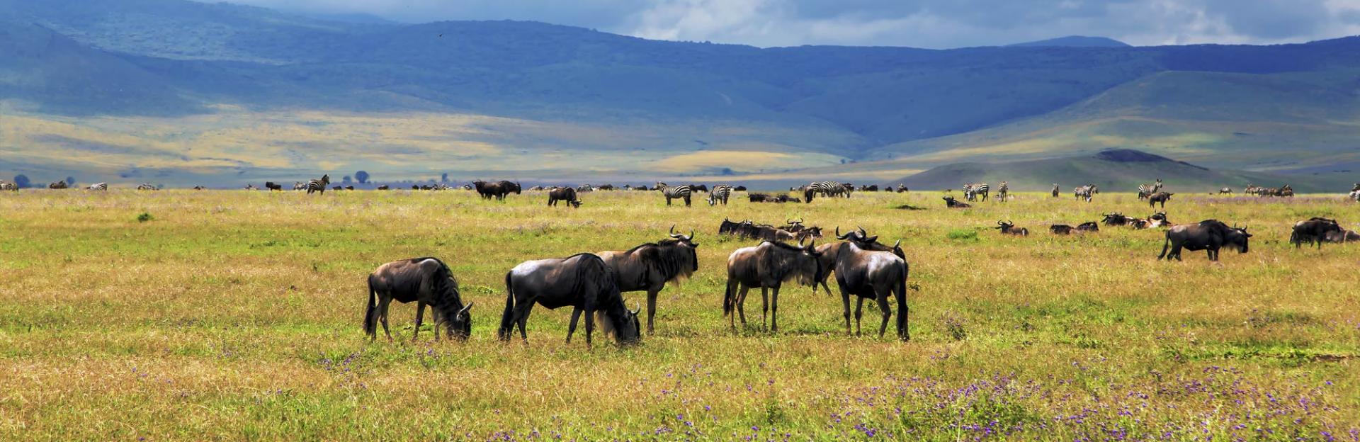 Tanzania Wildlife Safari