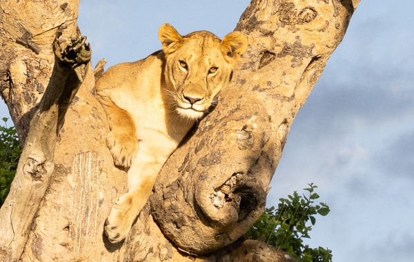 KS Nature Photography Tanzania