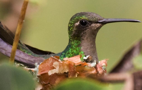 Cuban Emerald (Chlorostilbon ricordii)