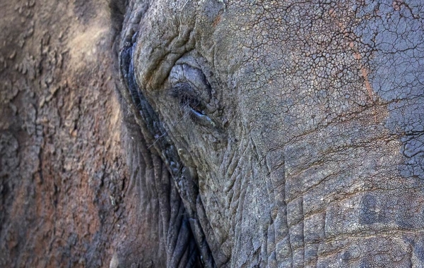 African elephant