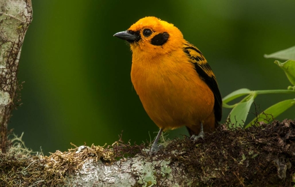 Golden Tanager
