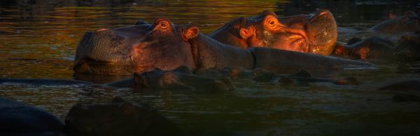 Jackie Kramer Hippo pool in the Serengeti