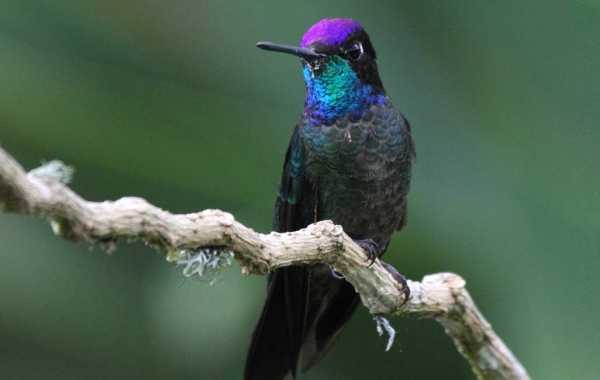 Magnificent Hummingbird