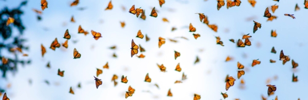 Monarchs in flight