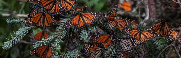 Monarch butterflies