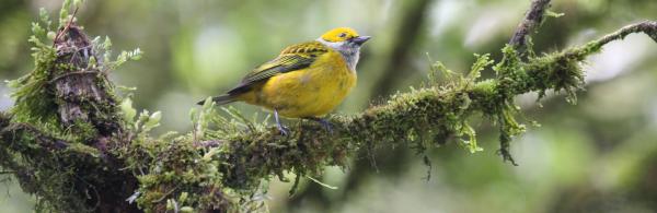 Silver-throated Tanager