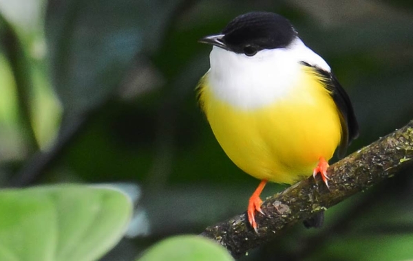 White-collared Manakin (Manacus candei)