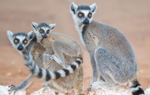 Todd Gustafson, Gustafson Photo Safari Ring-tailed lemurs