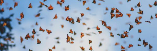 Monarch butterfly migration