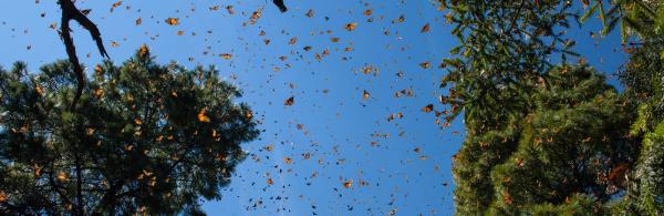 Monarch Butterflies