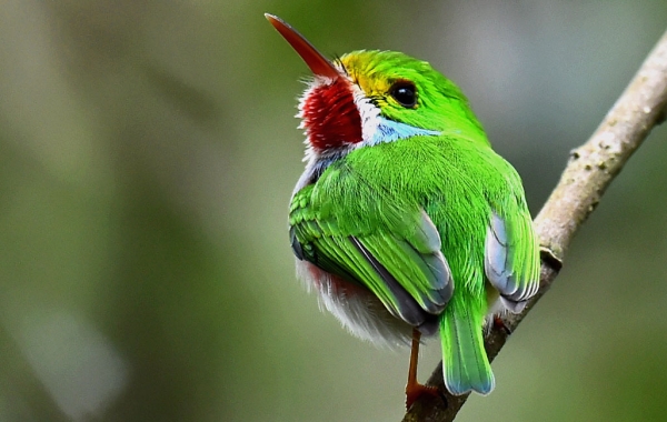 Cuban Tody
