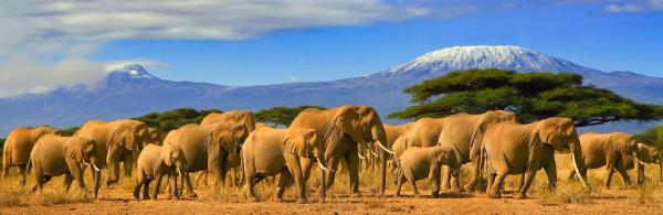 Elephants