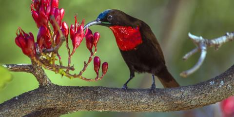 South Africa | Birding and Wildlife Safari