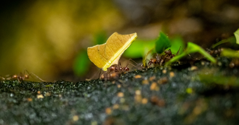 Leaf-cutter ants