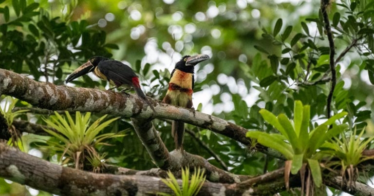 Collared Aracaris