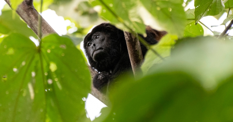 Howler monkey