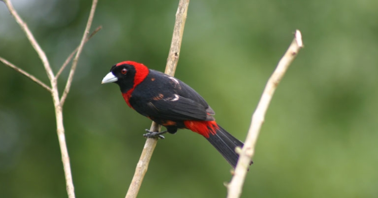 Crimson-collared Tanager