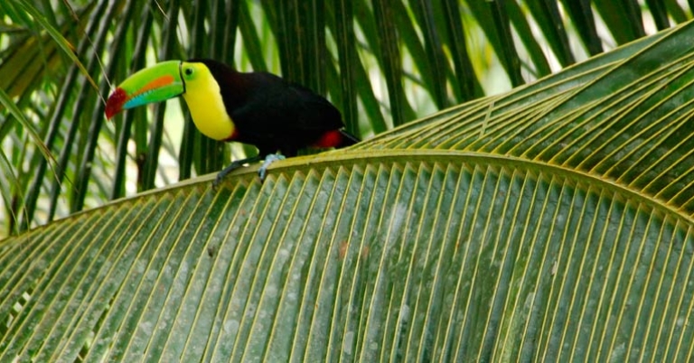 Keel-billed Toucan