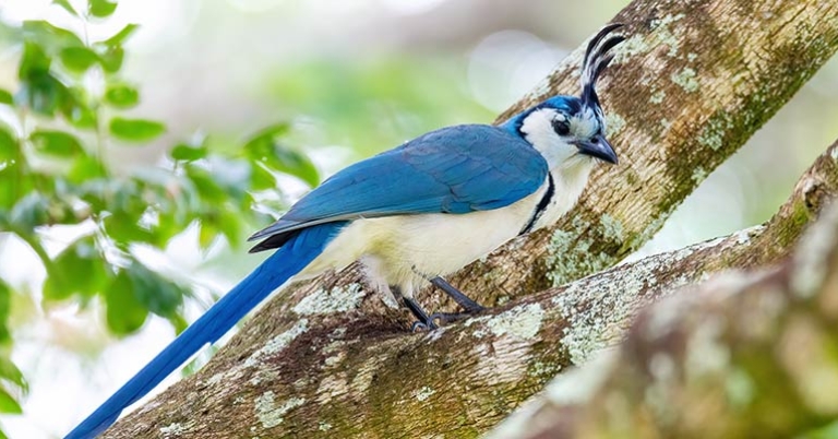 White-throated Magpie-Jay