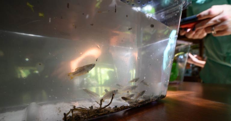 Dip netting activity