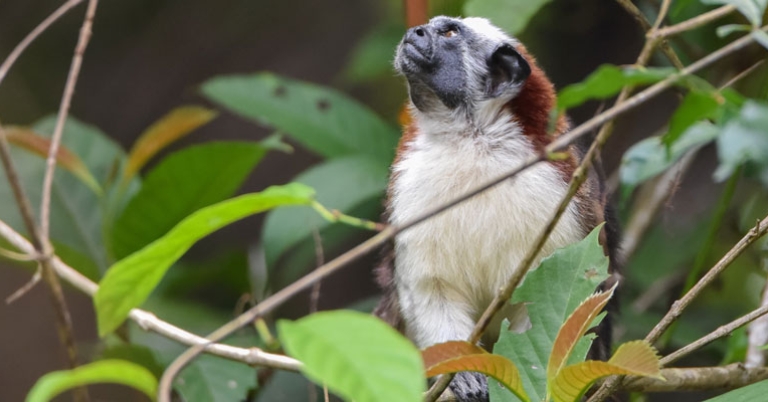 Geoffroy's Tamarin