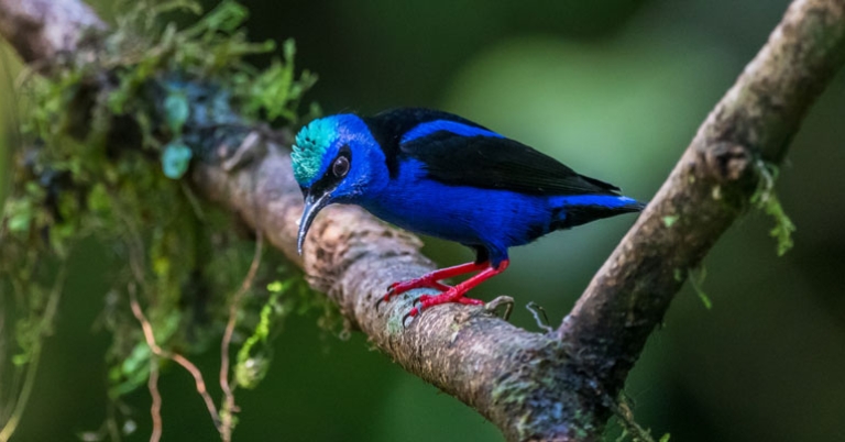 Red-legged Honeycreeper