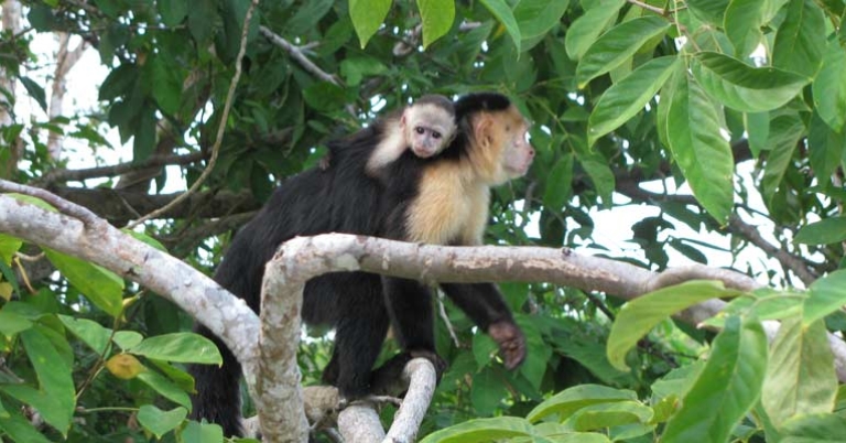 White-faced capuchin monkeys