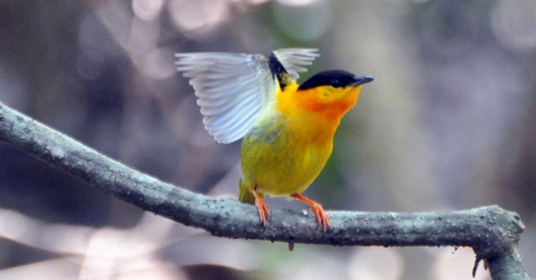 Orange-collared Manakin