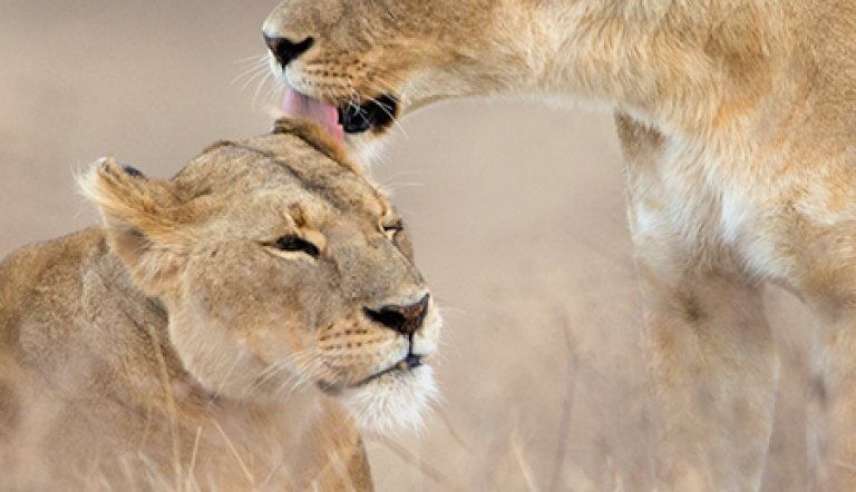 Todd Gustafson, Gustafson Photo Safari Lions in Tanzania